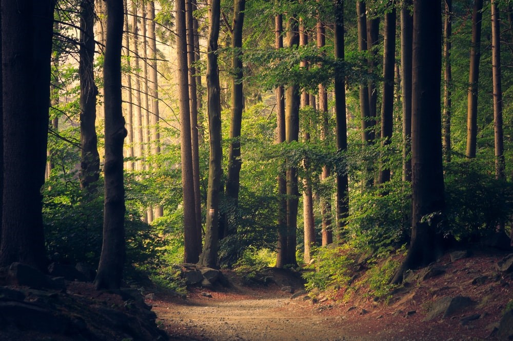 Grüner Wald Grüner Wald